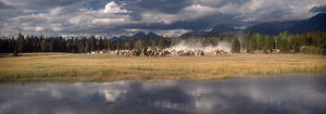 cimino2