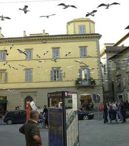 installazione_gabbiani1