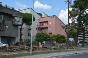 pini-via-buoninsegna2