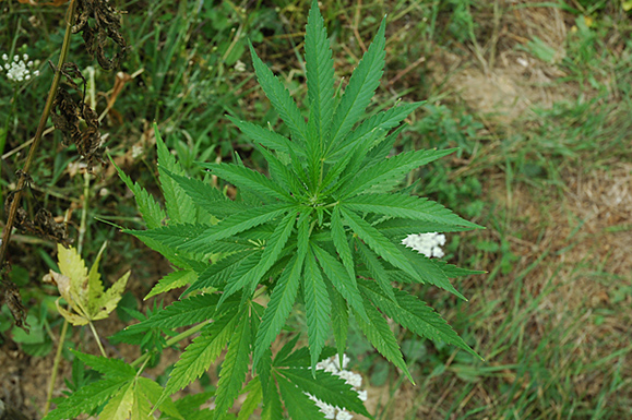 marijuana-erba