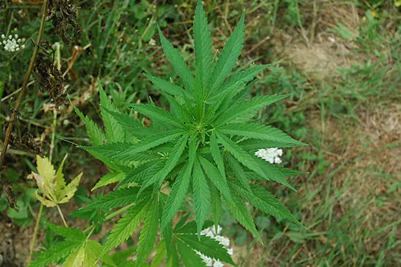 marijuana-erba