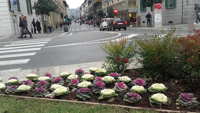 cavoli