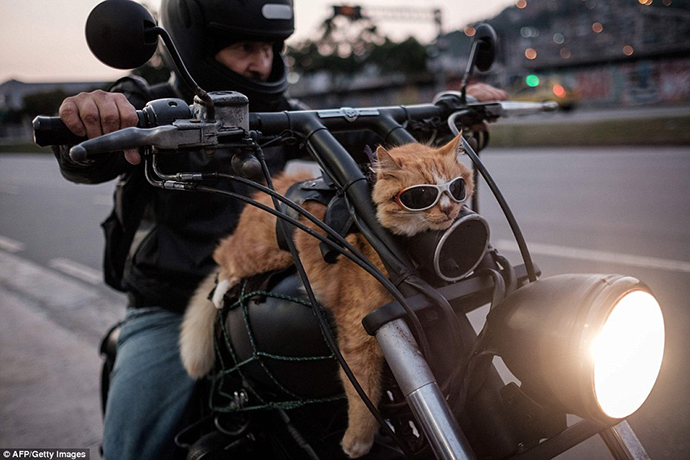 motociclista-con-gatto-a-rio-de-janeiro