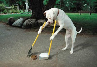 cane-cacca