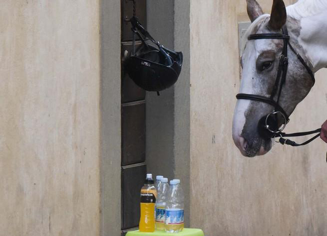 Cavallo e doping