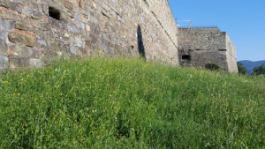 erba-fortezza-arezzo2