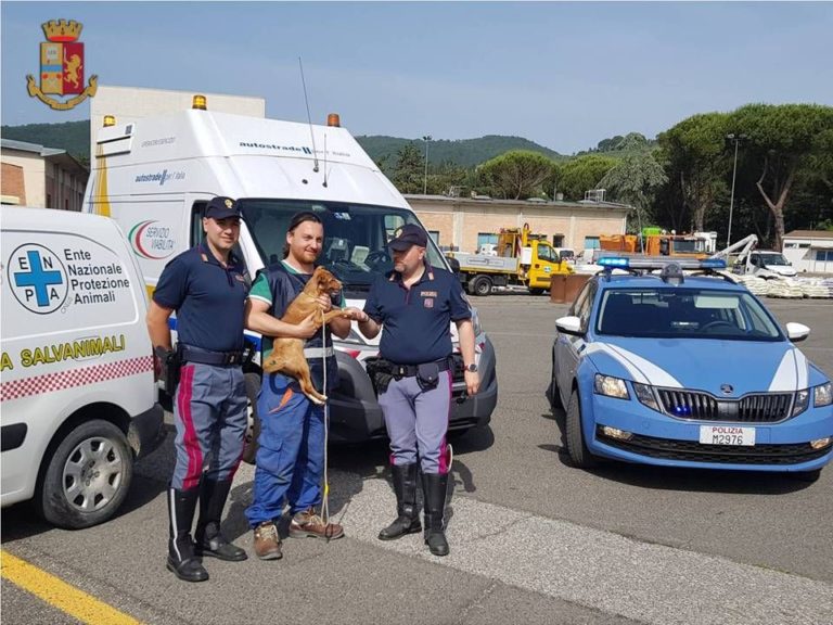Cagnolina abbandonata in A1 sotto il sole: la Polstrada interviene per salvarla