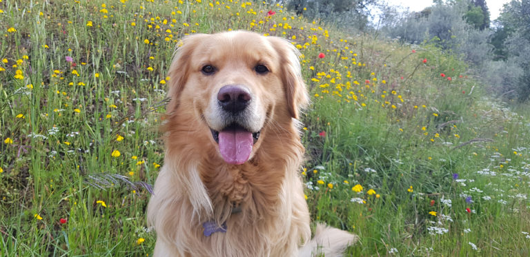 Il cane è il miglior amico della salute dell’uomo. E del suo cuore.