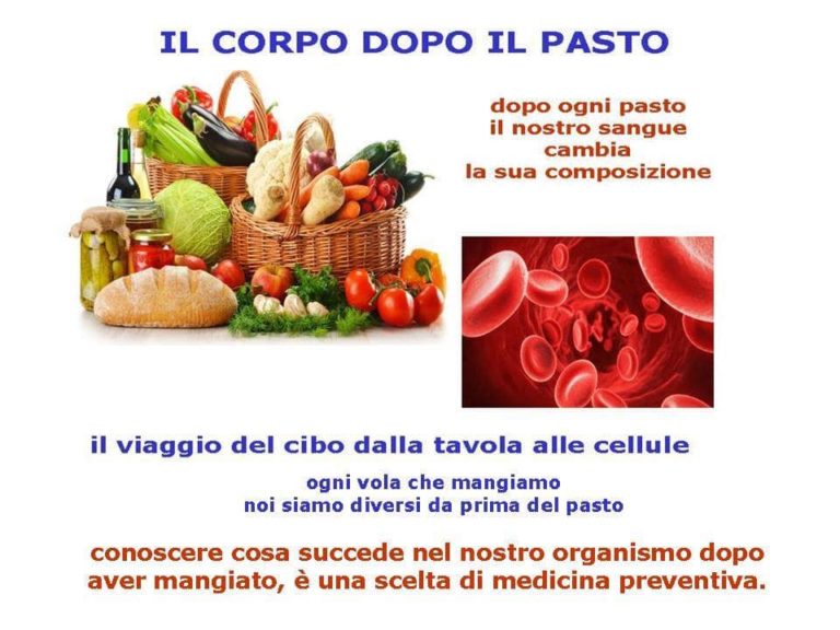 Il corpo dopo il pasto