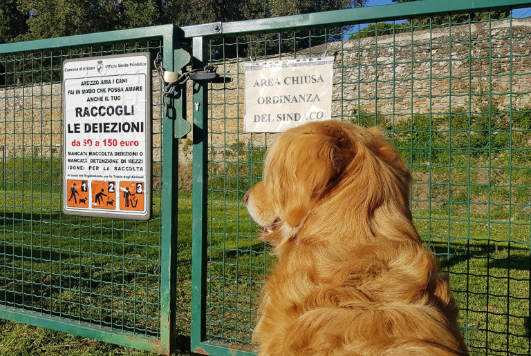 Avere un cane potrebbe aiutare contro il nuovo coronavirus?