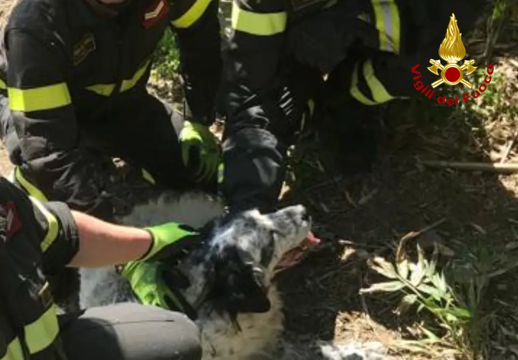 Vigili del fuoco salvano cane caduto tra i rovi a Pontenano