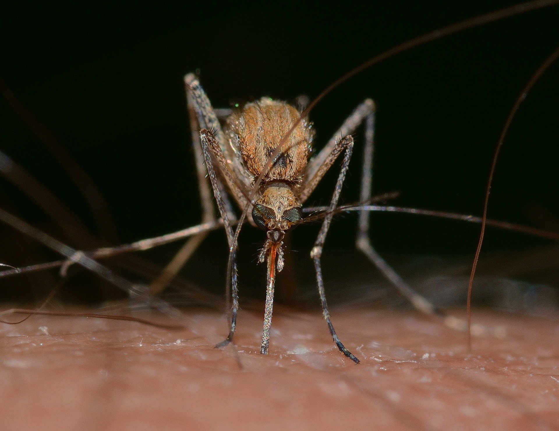 Attenti alle zanzare: prevenzione e precauzioni contro le malattie trasmesse dagli insetti