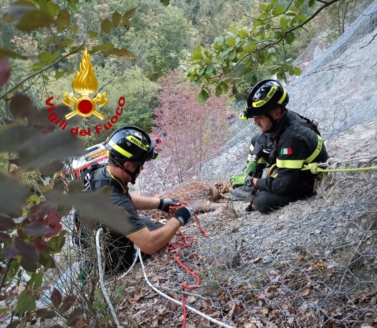 I vigili del fuoco salvano un capriolo