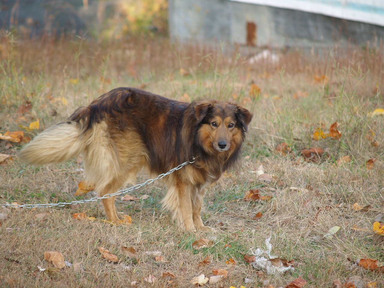 cane alla catena