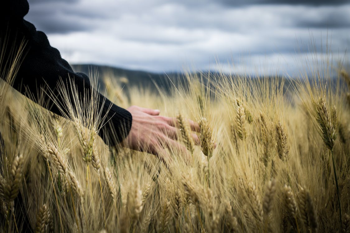 Oggi farro