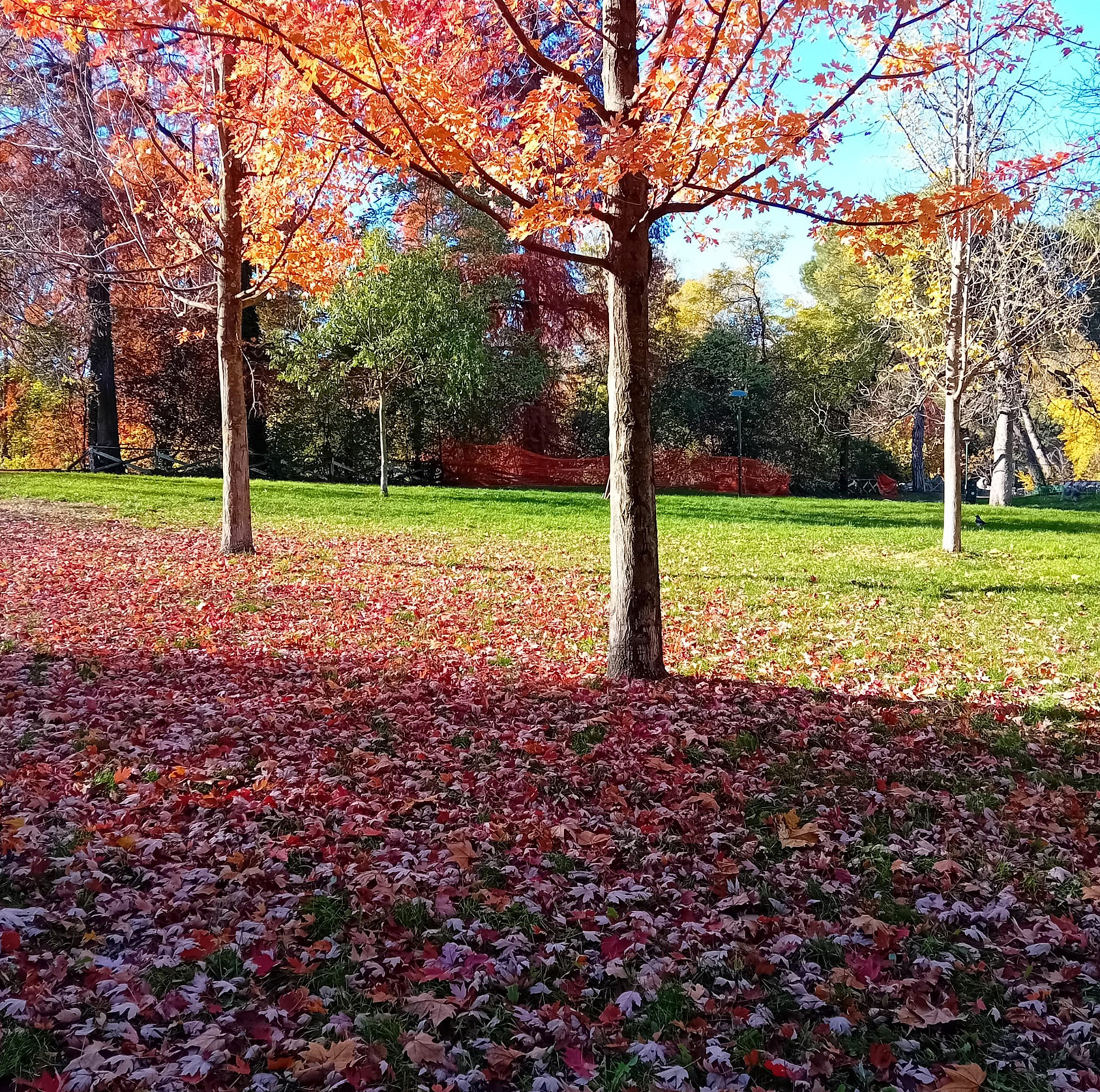 Ico_Giardini margherita