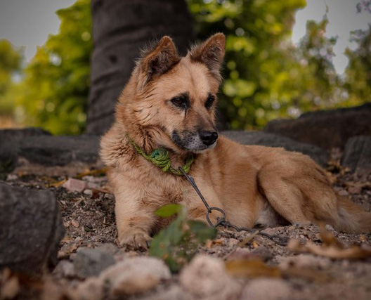 Mai più cani alle catene: Giunta regionale toscana approva divieto definitivo