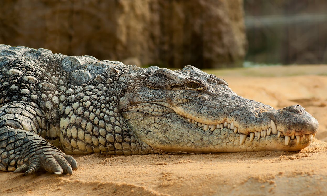 Coccodrillo