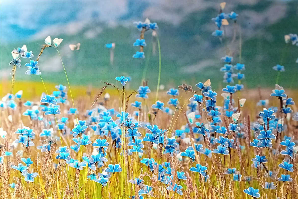 ico-Farfalle o fior già lisi