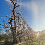 Primavera anticipo da Lortica.it Primavera in anticipo | gelate notturne scongiurate grazie all’irrigazione