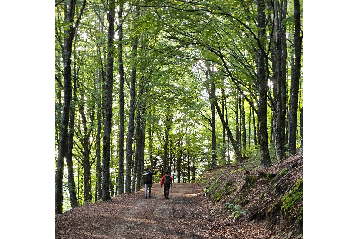 Cercatori di funghi in un bosco del Casentino durante la stagione autunnale