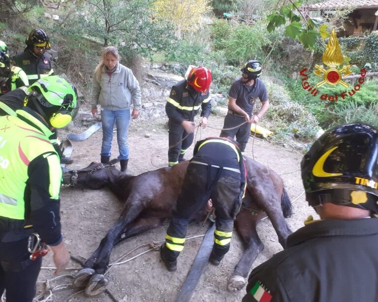 Cavallo recuperato dal torrente grazie ai Vigili del Fuoco di Arezzo