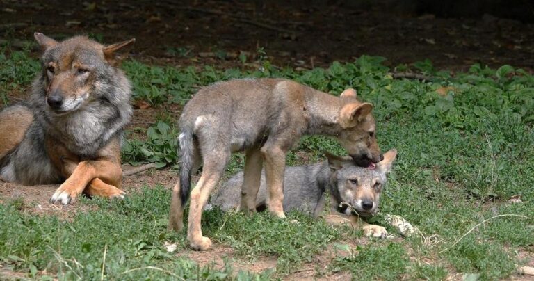 O gente d’Arezzo, sul lupo via… raccontiamola tutta, non solo un pezzo