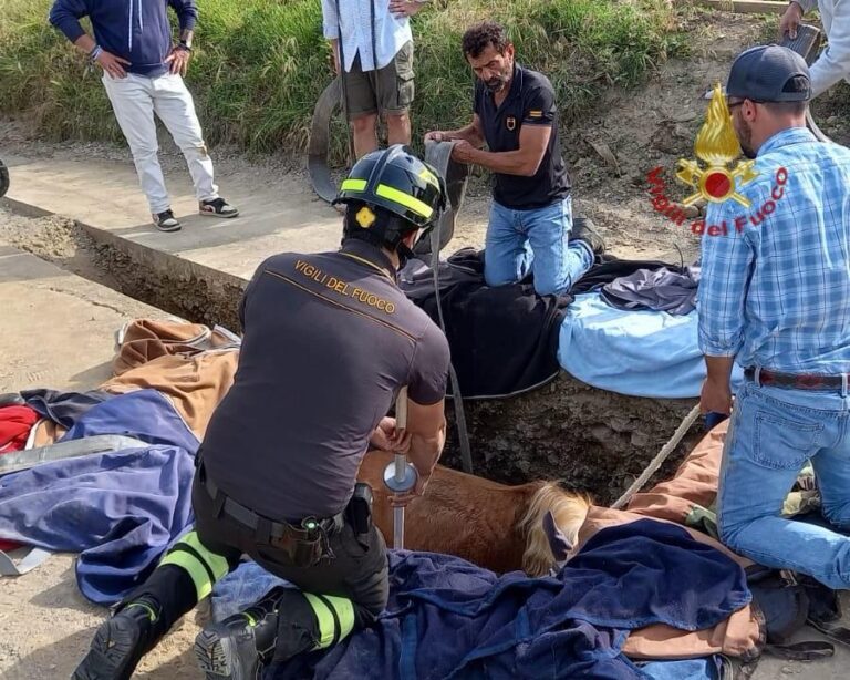 Cavallo finisce in una buca: recuperato con la gru dai Vigili del Fuoco
