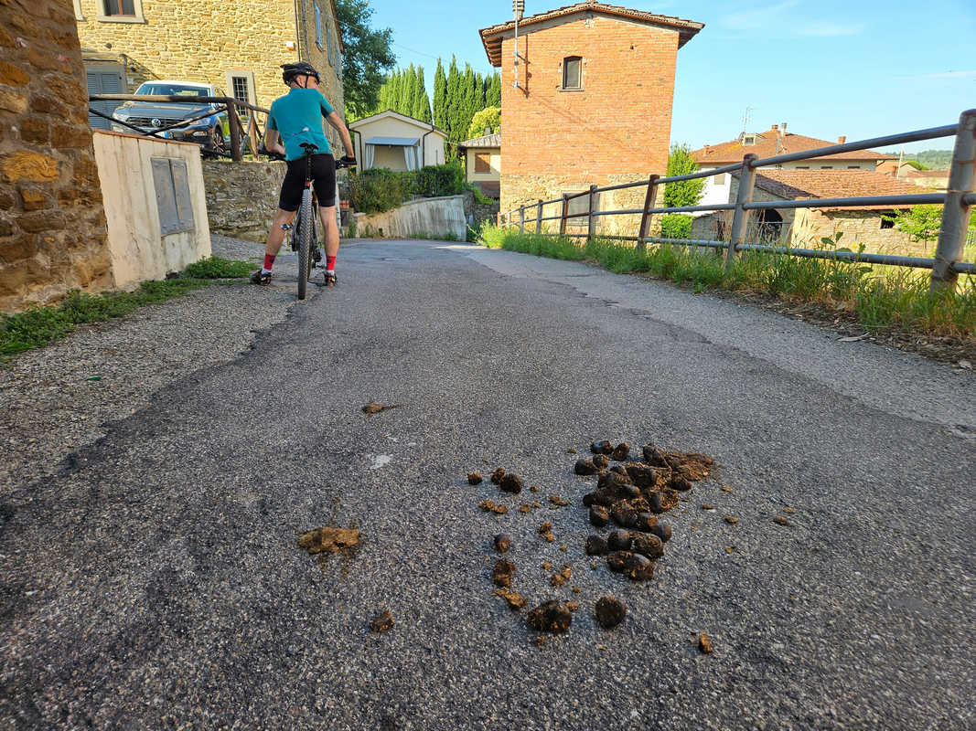 deiezioni animali cavalli