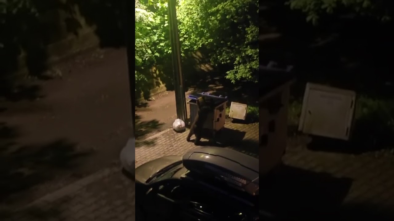 valenti cerca artisti per arezzo wave in transilvania gli propongono un orso da Lortica.it valenti cerca artisti per arezzo wave in transilvania gli propongono un orso