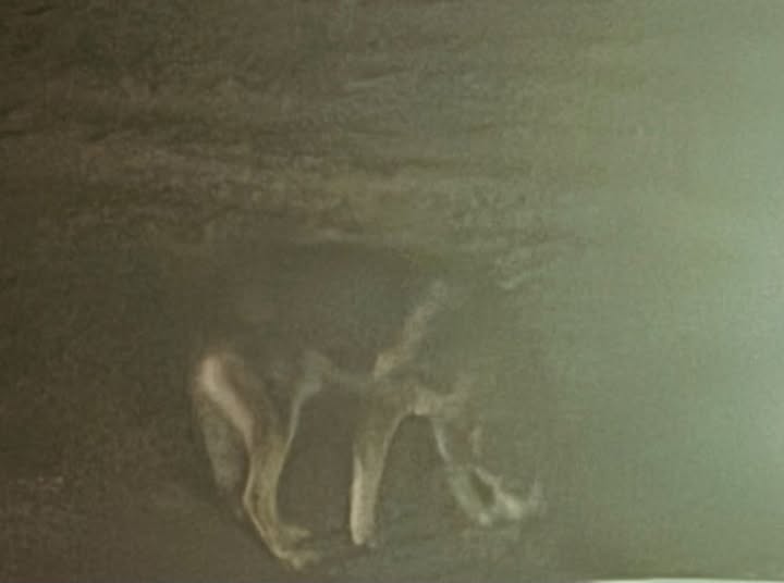 campoluci 232 un lupo o un cane arezzo convoca il tribunale zoologico di facebook da Lortica.it campoluci 232 un lupo o un cane arezzo convoca il tribunale zoologico di facebook
