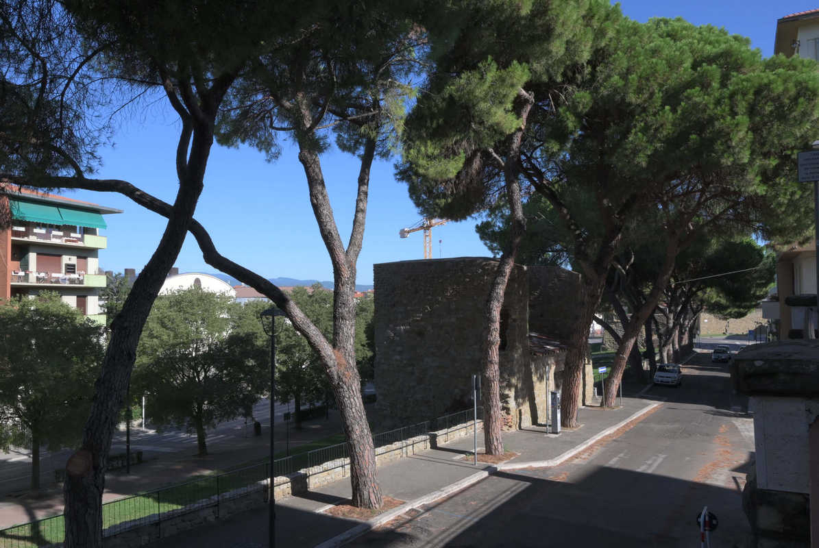 via fra8217 guittone l8217asfalto s8217232 dato alla botanica ora cresce insieme ai pini da Lortica.it via fra8217 guittone l8217asfalto s8217232 dato alla botanica ora cresce insieme ai pini