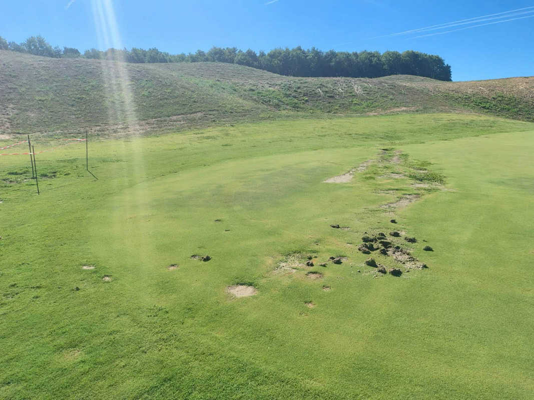 golf per tutti anche per i cinghiali a cavriglia qualcuno apre il varco col tronchese da Lortica.it golf per tutti anche per i cinghiali a cavriglia qualcuno apre il varco col tronchese