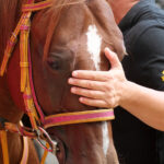 Primo piano di un cavallo e del suo accompagnatore in Piazza Grande