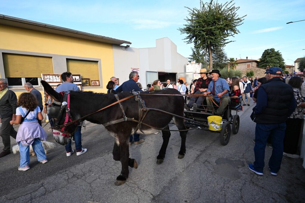 Carro trainato dai buoi con pubblico alla Mostra del Carro Agricolo di Fratticciola 2026