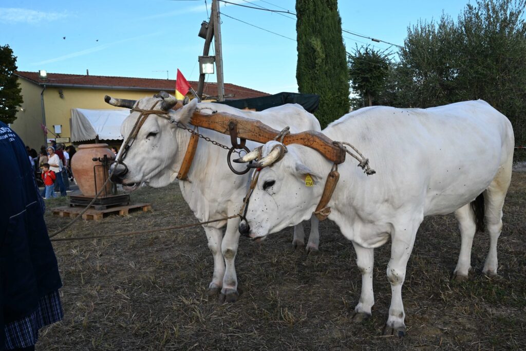 Trattore storico alla Mostra del Carro Agricolo di Fratticciola 2026