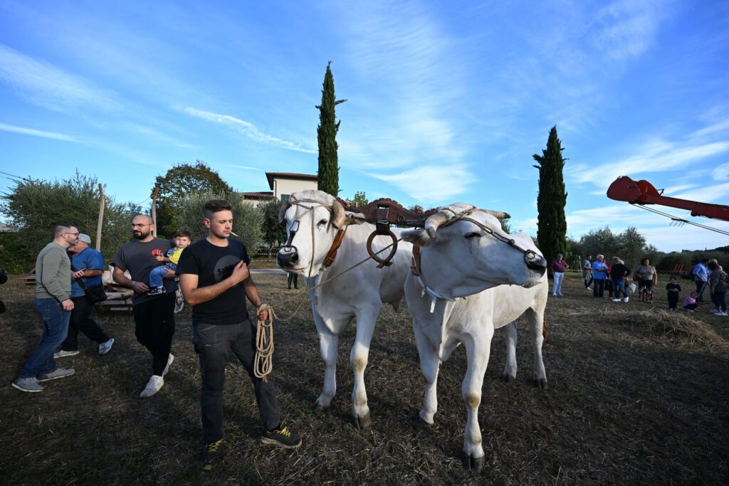 Buoi nel campo alla Mostra del Carro Agricolo di Fratticciola 2026
