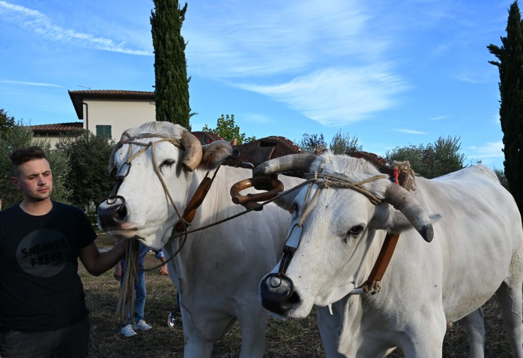 Buoi da vicino alla Mostra del Carro Agricolo di Fratticciola 2026