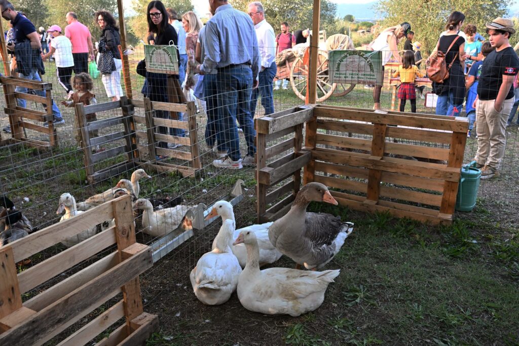 Animali da cortile alla Mostra del Carro Agricolo di Fratticciola 2026