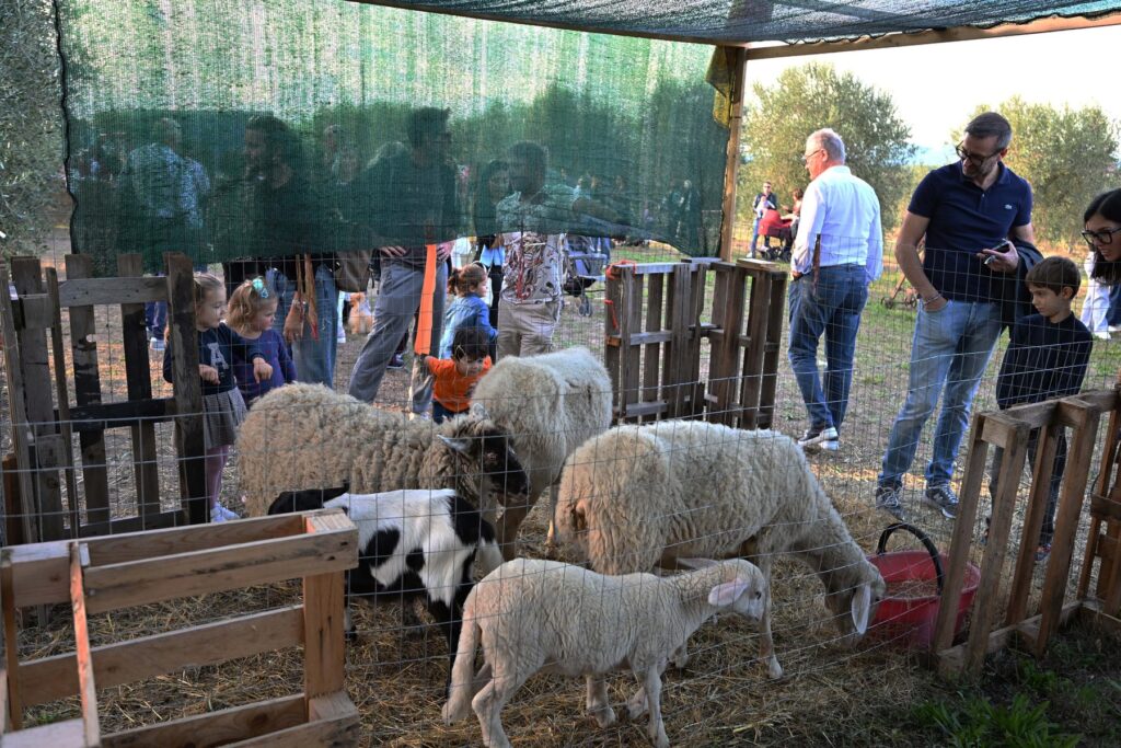 Pecore alla Mostra del Carro Agricolo di Fratticciola 2026