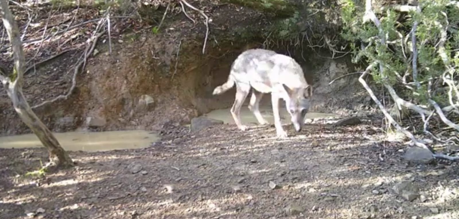 Lupo, Enpa Arezzo denuncia esemplari feriti e uccisi nell’Aretino