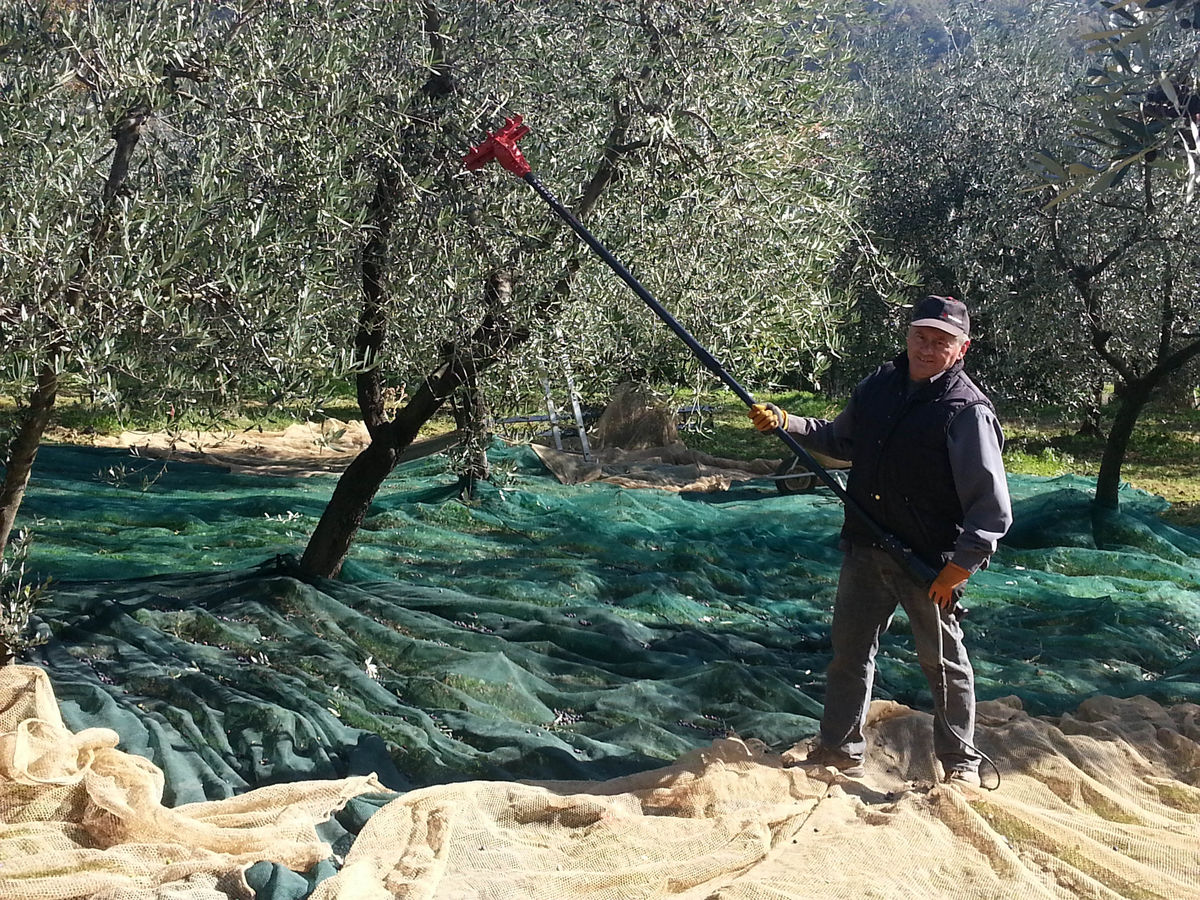 Agricoltore utilizza un abbacchiatore elettrico per raccogliere le olive in un oliveto.